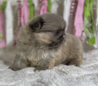 Pekingese