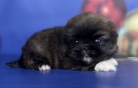 Pekingese