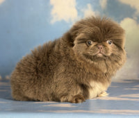 Pekingese