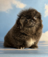 Pekingese