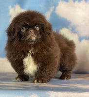  Pekingese 