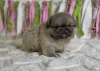 Pekingese