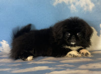 Pekingese 