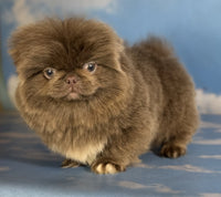 Pekingese