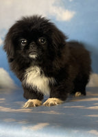 Pekingese 