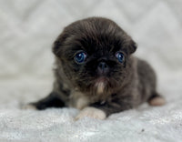 Pekingese