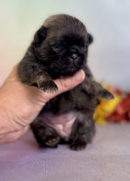 Pekingese