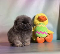 Pekingese