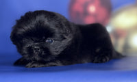 Pekingese