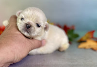 Pekingese