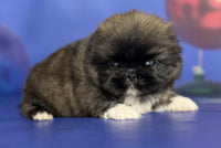 Pekingese