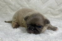 Pekingese