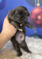 Pekingese