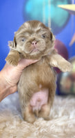 Pekingese
