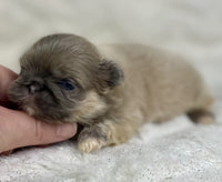 Pekingese