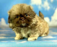 Pekingese