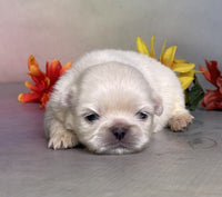 Pekingese