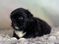 Pekingese