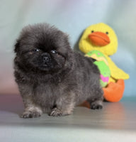Pekingese