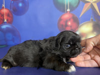 Pekingese