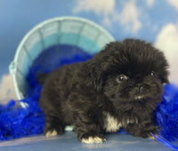 Pekingese