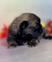 Pekingese
