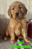 Percy Male AKC Golden Retriever $995