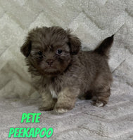 Pekapoo