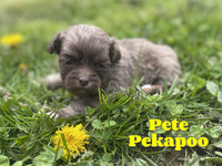 Pete Male Pekapoo $1375