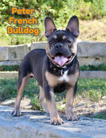 Peter Male AKC French Bulldog $995