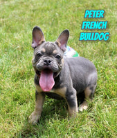 Peter Male AKC French Bulldog $1995