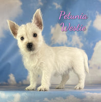 Petunia Female AKC West Highland Terrier $1375