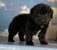 Phoenix Female AKC Newfoundland $2625