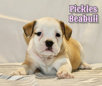 Beabull 