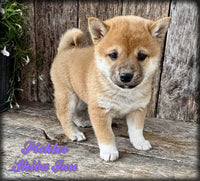 Shiba Inu
