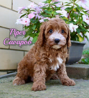 Piper Female Cavapoo $950