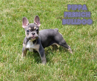 Pippa Female AKC French Bulldog $1995