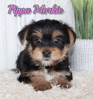 Pippa Female Morkie $1250