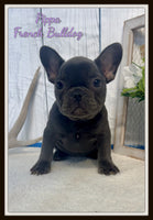 Pippa Female AKC French Bulldog $1600
