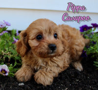 Pippa Female Cavapoo $950