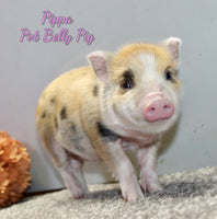 Pippa Female Mini Pot Belly Pig $650
