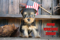 Pippin Male Yorkshire Terrier $1100