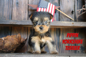 Yorkshire Terrier
