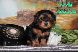  Yorkipoo