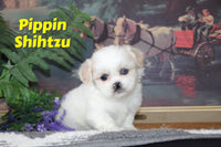 Pippin Male Shihtzu $850