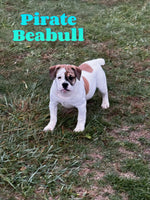 Pirate Male Beabull $475