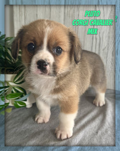 Corgi Cavalier Mix