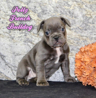 Polly Female AKC French Bulldog $1400