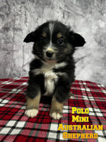 Polo Male Mini Australian Shepherd $550