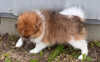 Pomeranian